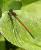 Large Red Damselfly, male