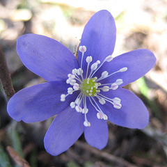 Leberblümchen (Hepatica nobilis)