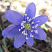 Leberblümchen (Hepatica nobilis)