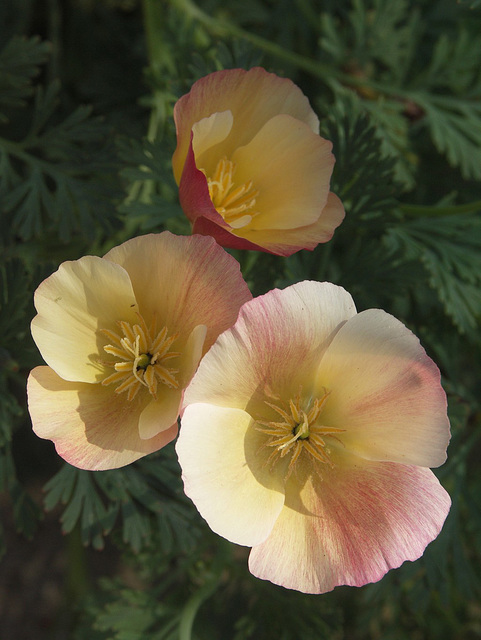 Eschscholzia