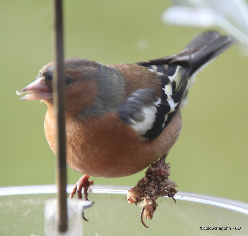Chaffinch infected with the Fringilla papillomavirus (FPV).