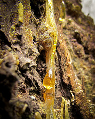 Pine Sap