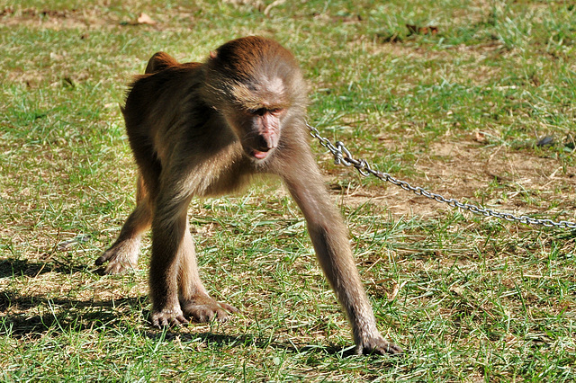 Cirque 2 octobre 2012 041