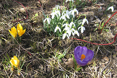 Blumenstück  - Schneeglöckchen und Krokusse