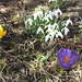 Blumenstück  - Schneeglöckchen und Krokusse