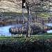 Late afternoon by the Pond
