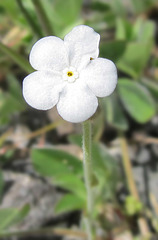 popcornflowerblossom