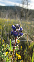 Miniature Lupine