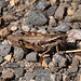 Holiday 2009 – Grasshopper