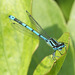 Common Blue Damselfly, male