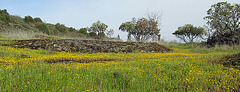 goldenmeadowpano2