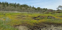 goldenmeadowpano