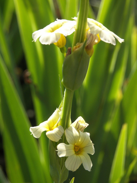 Sisyrinchium