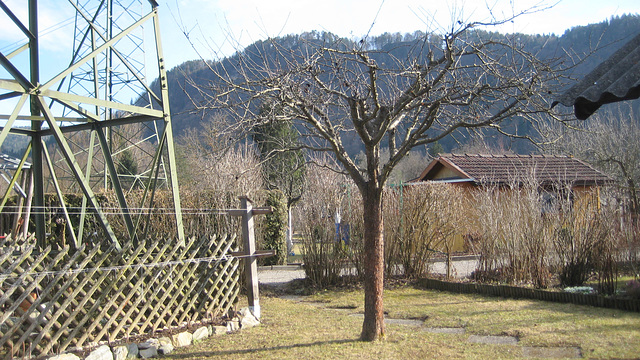 Der Apfelbaum