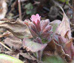 Lungenkraut (Pulmonaria officinalis)