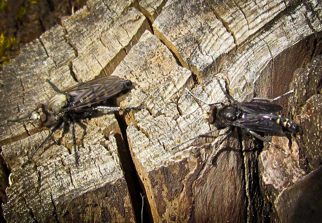 Stump with Pair of Robber Flies