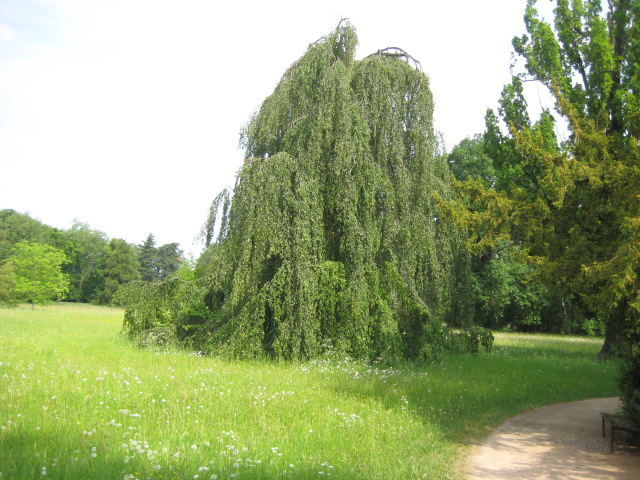 Wörlitzer Park - Trauerweide