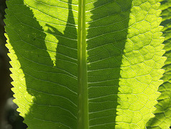 Teasel