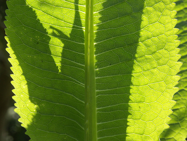 Teasel