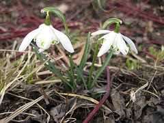 Schneeglöckchen (Galanthus nivalis)