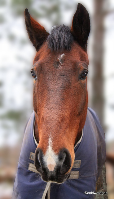 Amigo saying hello.