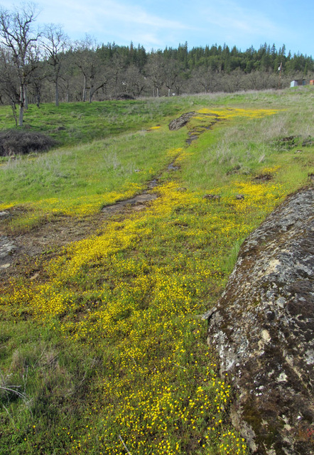 yellowflowersgranite