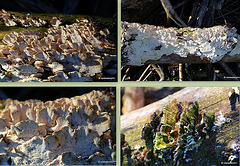 Fungus growing on a long-dead tree