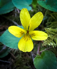 Smooth Yellow Violet Blossom