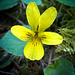 Smooth Yellow Violet Blossom
