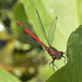 Large Red Damselfly, male