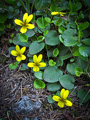 Viola Flowers