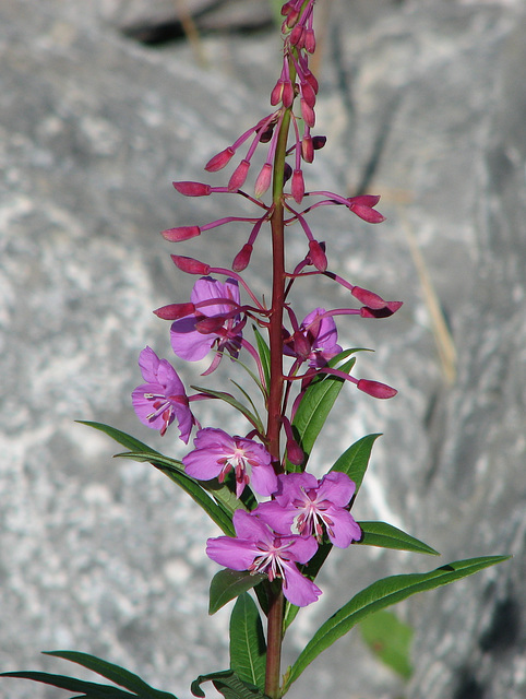 Fireweed