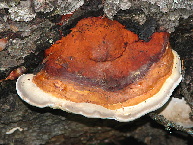 Fungus