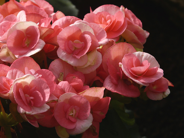 Begonia's best