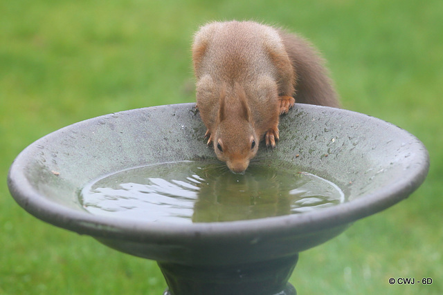 Arthur having a drink