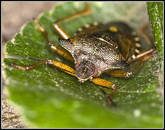 Forest Shield Bug