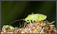 Aphid