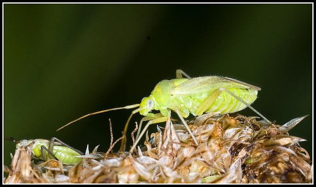 Aphid