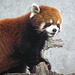 Red Panda