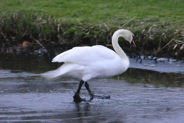 Walking on water