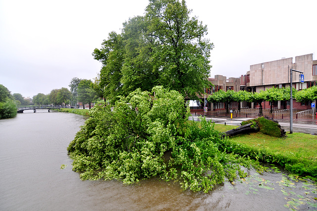 One tree down