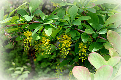 Berberis ' Red Star' = vulgaris x koreana