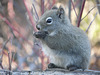 Red Squirrel