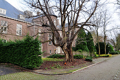Old tree and the former Pathology Lab