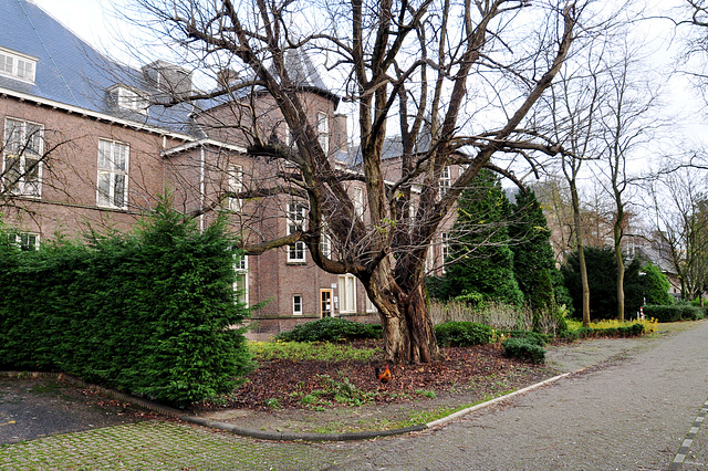 Old tree and the former Pathology Lab