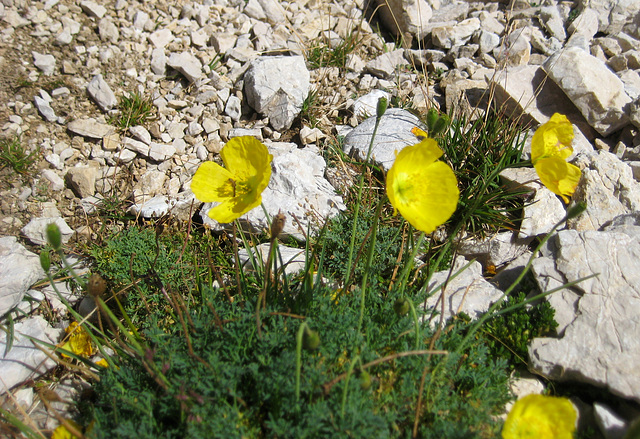 Gelber Bergmohn