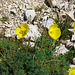 Gelber Bergmohn