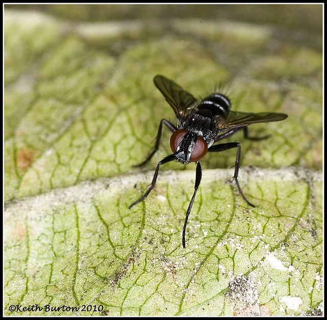 Fly on leaf