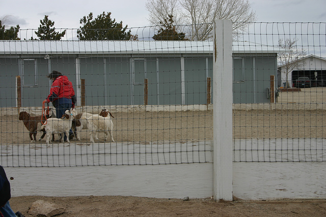 Joyce, Jill & goats