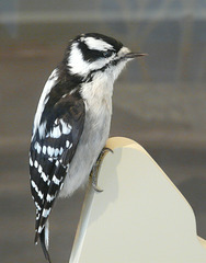 Downy Woodpecker female